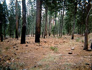 No Understory